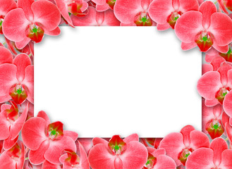 Background with blank space and flowers orchids