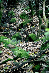 leaves on path