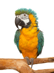 Parrot bird isolated on white background