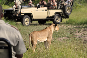 Auf Safari