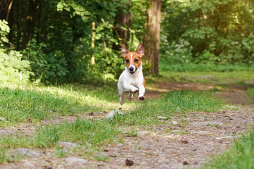 Obraz na płótnie Canvas Small Jack Russell terrier running on country road, jumping in air all legs above ground, ears flapping, blurred trees background