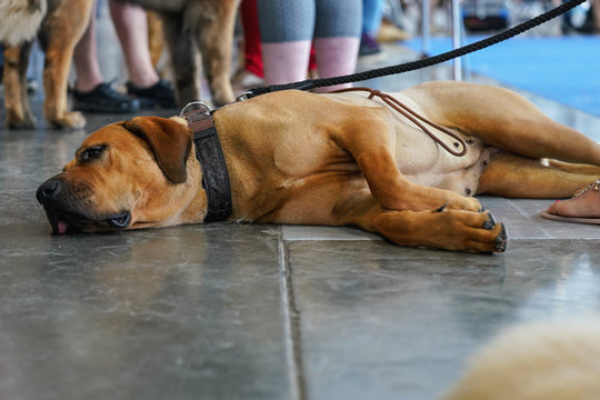 Large brown tired dog laying on stone floor indoor, collar with leash around neck, people feet visible in background