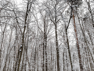 snow-covere trees in forest of city park n winter