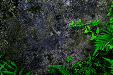 Grunge grey rock wall with green fresh tropical foliage plants background. Natural stone with fern leaves.