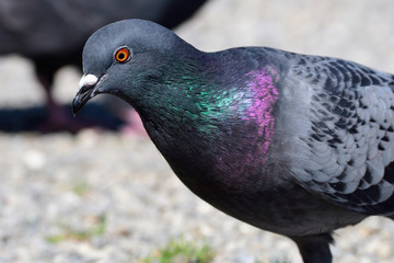 Felsentaube (Columba livia)	