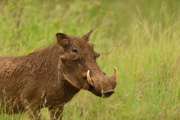 Warthog, wild pig, wild boar in the wilderness of Africa
