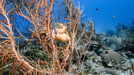 Green Sea Turtle rest in soft coral in turquoise water of coral reef - Caribbean Sea / Curacao