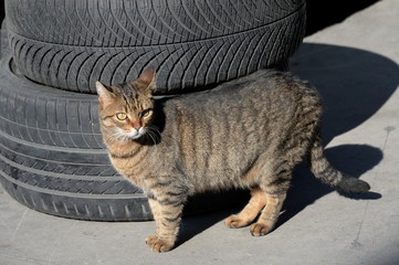 Homeless gray cat on the street of Istanbul