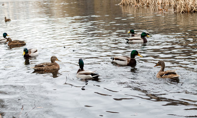 ducks floating in a pond on a cloudy day, wild birds in nature