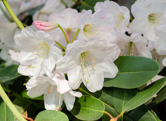 blooming rhododendron with green leaves on a sunny day in the garden,