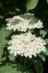 In nature blossoms elder.