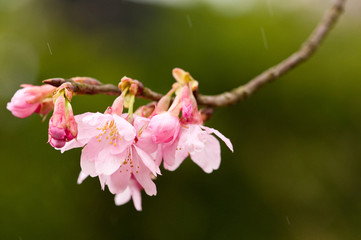 Beautiful nature scene with pink sakura flowers