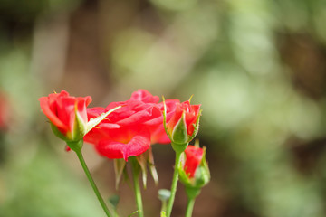 Beautiful red roses flower in the garden