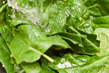 Fresh spinach, organic spinach washed with water, a source of nutrition and vitamins for a healthy diet