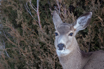Yellowstone Mule Deer in Winter