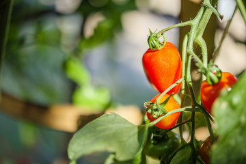 Fresh red ripe tomatoes hanging on the vine plant growing in greenhouse garden