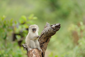 Vervet monkey baby, baby monkey in the wilderness of Africa