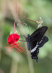 tropical butterfly flutters near a red flower on a background of trees