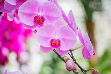 Beautiful Phalaenopsis Orchid flower blooming in garden floral background