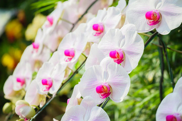 Fototapeta na wymiar Beautiful Phalaenopsis Orchid flower blooming in garden floral background