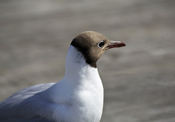 Seagull at Onega river in Kargopol. Russia