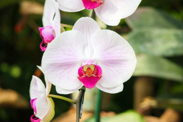 Beautiful Phalaenopsis Orchid flower blooming in garden floral background