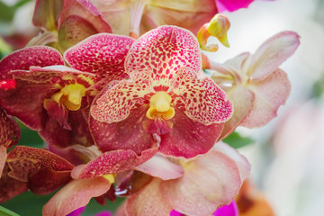 Obraz na płótnie Canvas Beautiful vanda orchid flower blooming in garden floral background