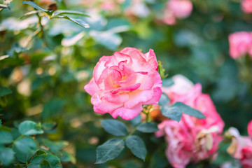 Beautiful colorful pink roses flower in the garden