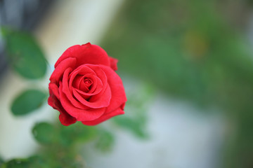 Beautiful red roses flower in the garden