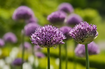 Zierlauch Lauch Allium giganteum Riesenlauch Zwiebel Pflanze Garten dekorativ lila violett Kugel rund Ball Schnittblume Sommer doldig Dolde Blickfang Geruch Botanik Pflanze Nahaufnahme Details Makro