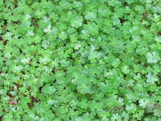 Fototapeta premium Large four leaf clover plant - Irish traditional symbol for. St.Patrick Day.
