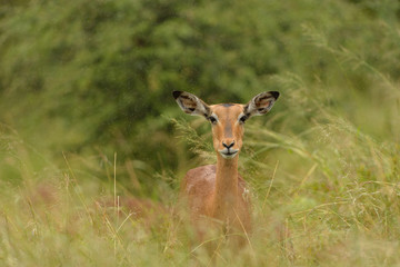 Impala anteleope in the wilderness of Africa
