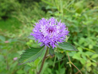purple flower