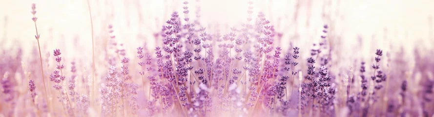Gordijnen Lavendelbloem, selectieve en zachte focus op lavendelbloemen © PhotoIris2021