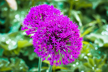 Kugelförmige Blüte des Riesen-Lauch (Allium Giganteum)
