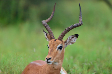 Naklejka na ściany i meble Impala anteleope in the wilderness of Africa