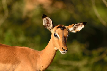Fototapeta premium Impala anteleope na pustyni Afryki
