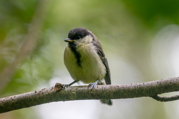  great tit (Parus major) in the autumn entourage. The great tit (Parus major) is a passerine bird in the tit family Paridae. 