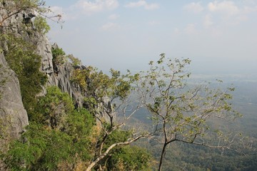 tree in the mountains