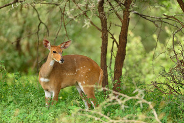 Impala anteleope in the wilderness of Africa