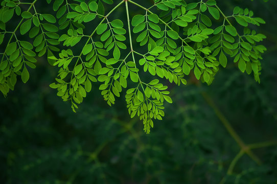 background with green leaves of moringa