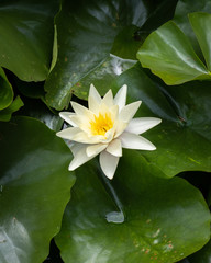 white water lily in pond (flat)