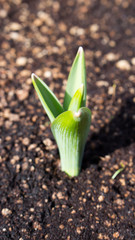 Sprouting allium bulb