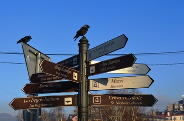 black bird on tourist sign