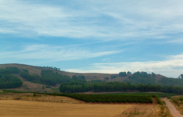 Fototapeta na wymiar Paisaje de cultivos en Burgos