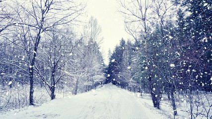 Obraz premium Snow has covered the road in the winter forest.