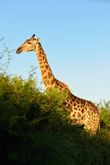 Giraffe in the wilderness of Africa