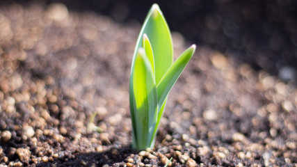 Sprouting allium bulb
