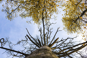 Autumn trees - bottom view, yellow folliage