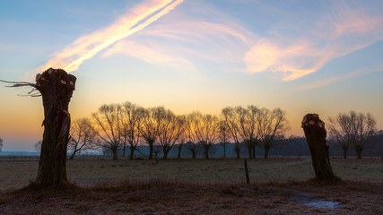 Krajobraz wiejski Podlasia, Podlaskie wierzby, Polska © podlaski49
